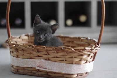 Close-up of kitten in basket