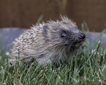 Close-up of an animal on field