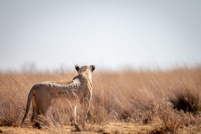 Lion in a field