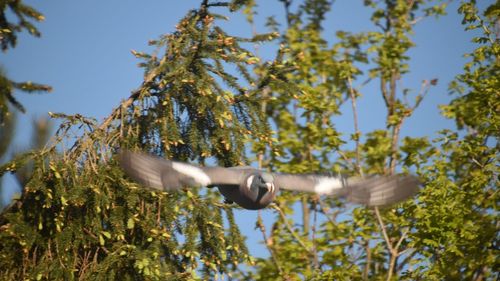 Low angle view of bird in flight