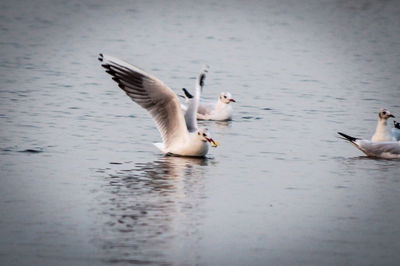 Close-up of swans swimming in lake