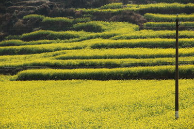 Full frame shot of yellow flower field