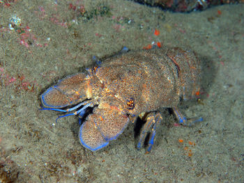 High angle view of fish underwater