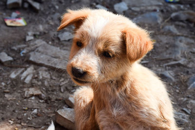 Close-up of dog looking away