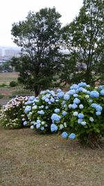 View of flowering plants on field