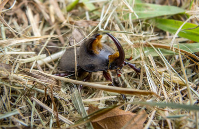High angle view of insect on land