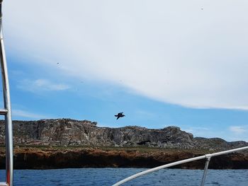 Seagulls flying over sea against sky