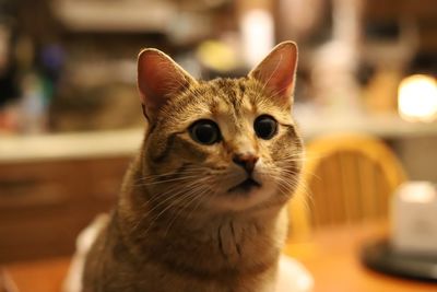 Close-up portrait of tabby cat