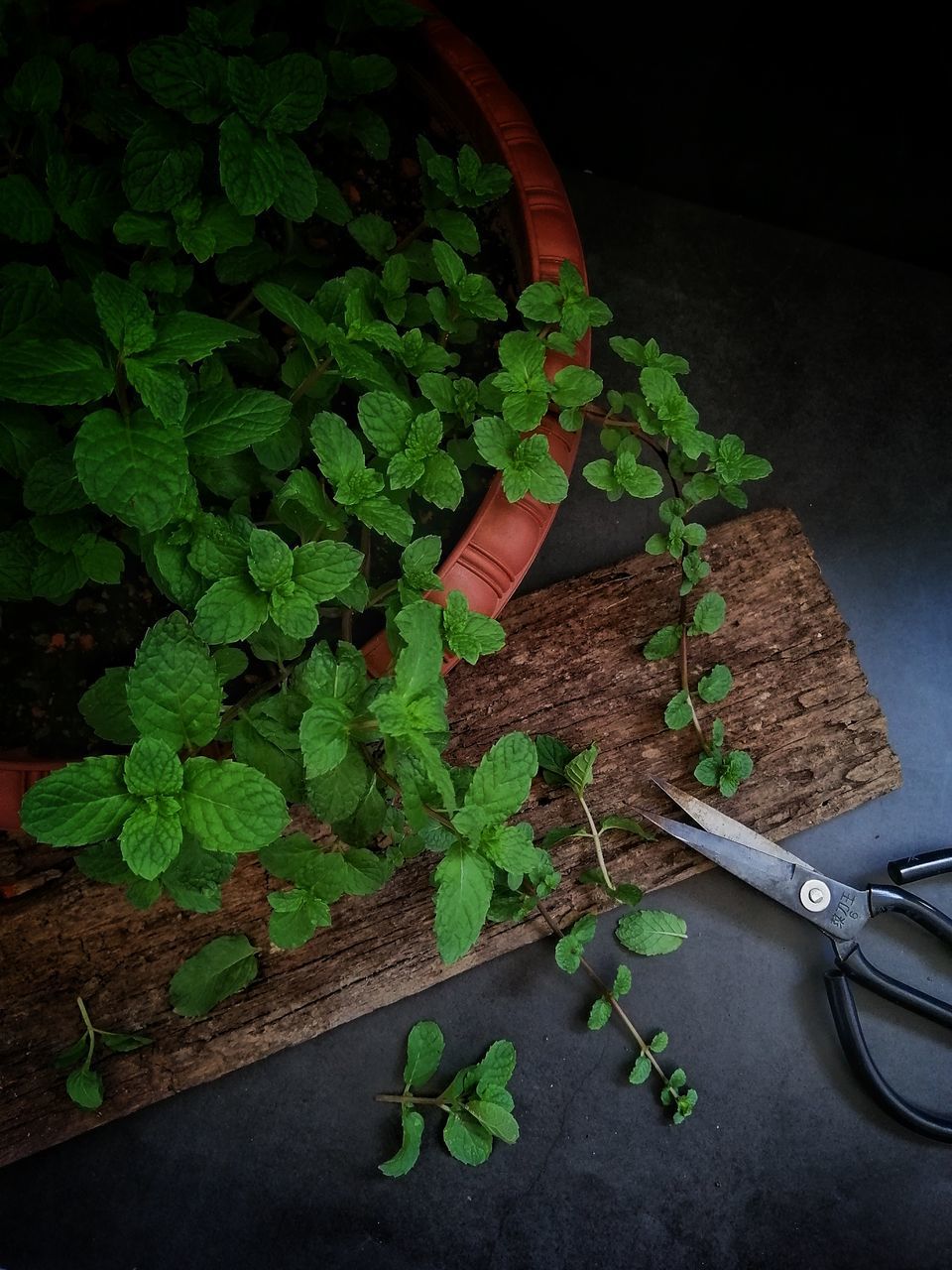 green color, leaf, plant part, plant, high angle view, indoors, no people, nature, freshness, food, food and drink, scissors, growth, still life, herb, table, close-up, kitchen knife, hand tool, equipment, gardening, chopped