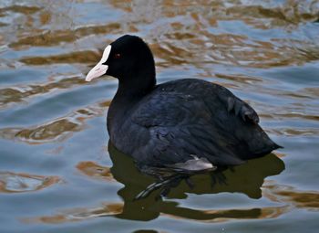 Close-up of duck swimming on lake