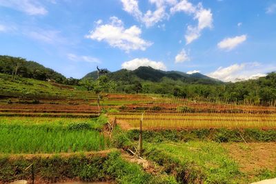 Scenic view of agricultural field against sky