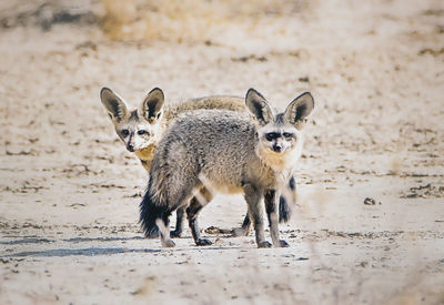 Portrait of two foxes standing in field 