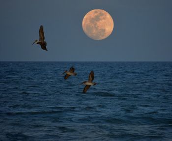 View of birds in sea against clear sky