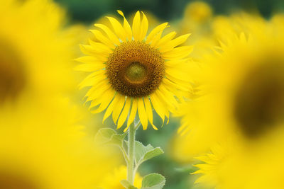 Close-up of sunflower