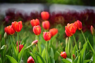 Close-up of red poppy flowers