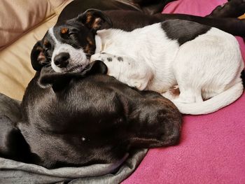 Close-up of dog sleeping on bed