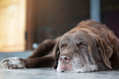 The dog sleeps sad waiting in front of the house. straight looking face. pets concept.