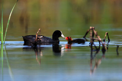 The eurasian coot with the offspring from crna mlaka