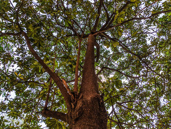 Low angle view of tree in forest against sky