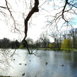 Reflection of bare trees in water