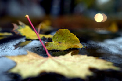 Close-up of wet maple leaf