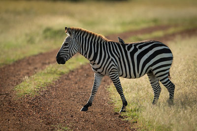 Side view of zebra with bird walking on land