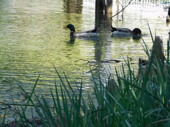 Ducks swimming in lake