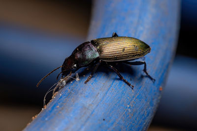 Close-up of insect on wood