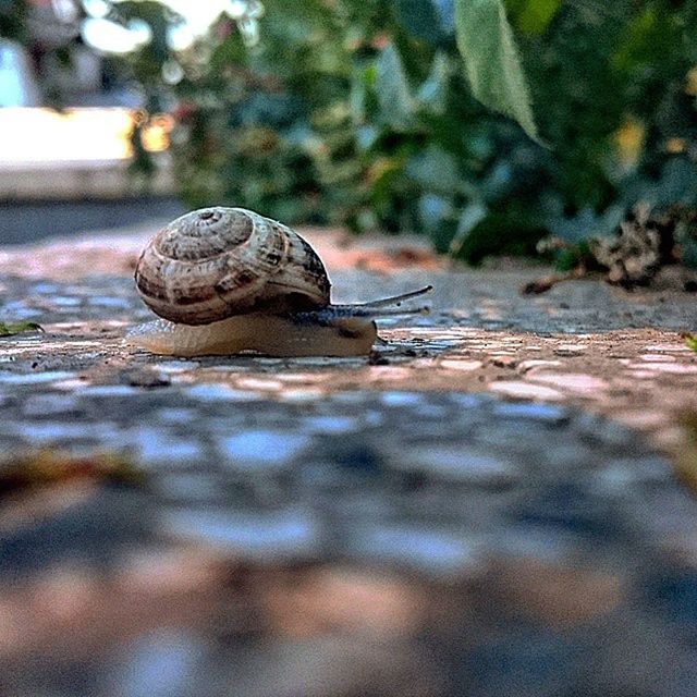 animal themes, one animal, animals in the wild, wildlife, snail, animal shell, close-up, focus on foreground, selective focus, nature, full length, outdoors, mollusk, day, shell, side view, reptile, zoology, no people, surface level