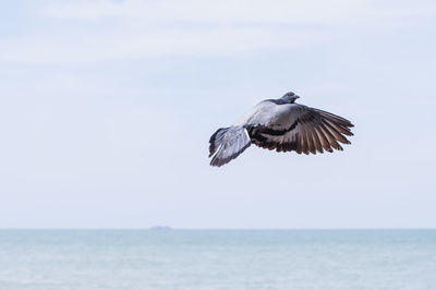 Pigeon flying over sea against cloudy sky