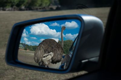 Reflection of car on side-view mirror