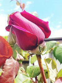 Close-up of pink rose