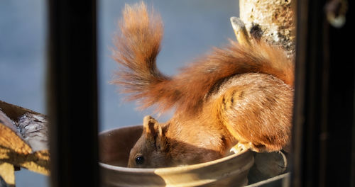 Close-up of squirrel