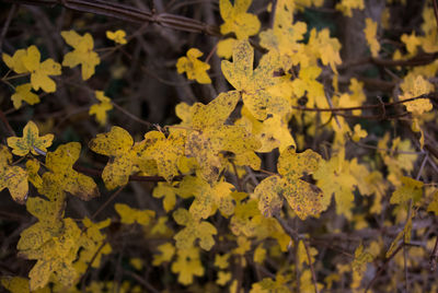 Close-up of yellow maple leaves during autumn