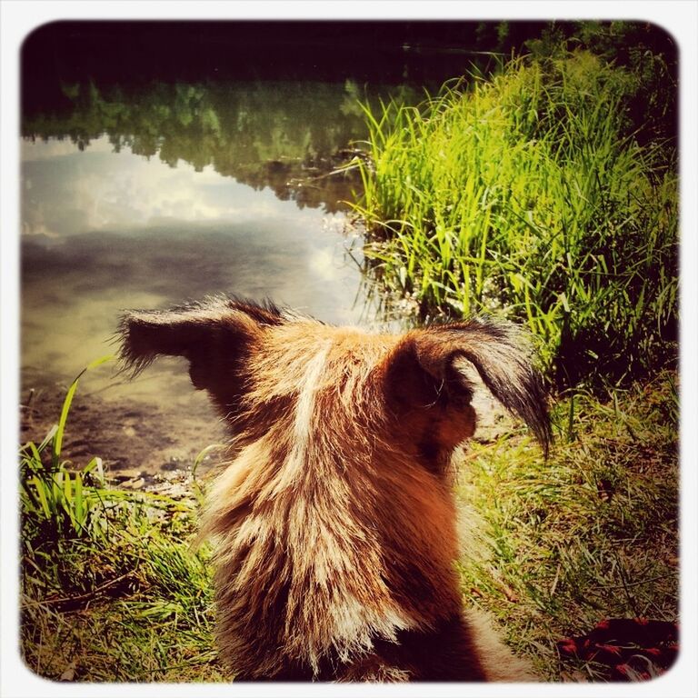 animal themes, mammal, one animal, domestic animals, pets, grass, transfer print, auto post production filter, field, outdoors, nature, dog, animal head, no people, day, water, side view, animal hair, sunlight, sitting