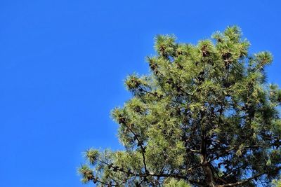 Low angle view of tree against blue sky