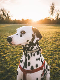 Close-up of dog against sky