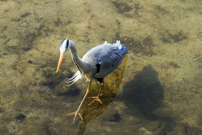 High angle view of grey heron in lake