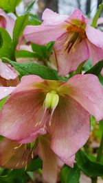 Close-up of pink flowers