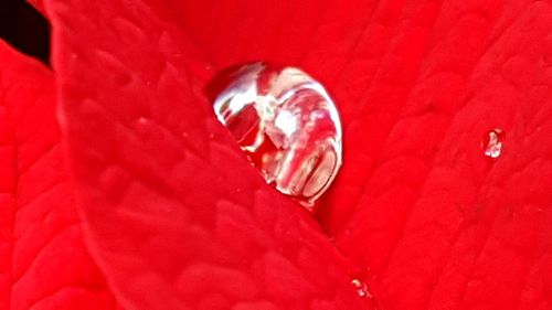 Full frame shot of red leaf