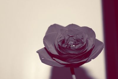 Close-up of rose against white background