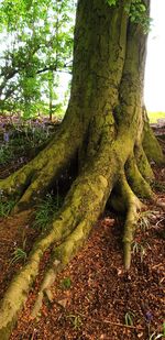 Moss growing on tree trunk