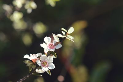 Close-up of white flowers growing on field