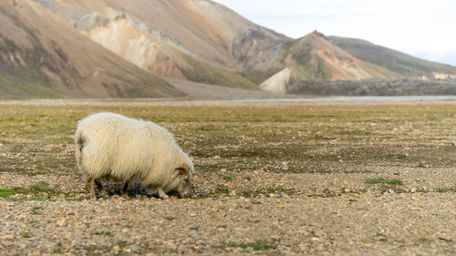 Wild sheep grazing at iceland's highlands in august