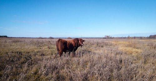 A plump red bull in a clean autumn field, far from the farm, completely free.