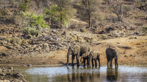 View of elephant drinking water in lake