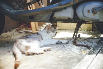 Pictures of relaxed stray cats living on the remote island of miyakojima, okinawa, japan 