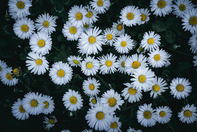 Close-up of white daisy flowers