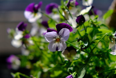 Close-up of purple flowering plant