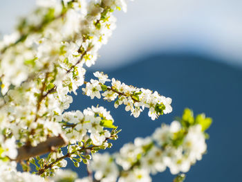 Close-up of white flowers on branch